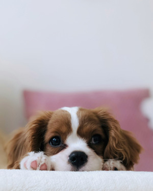 A cute picture of a puppy.